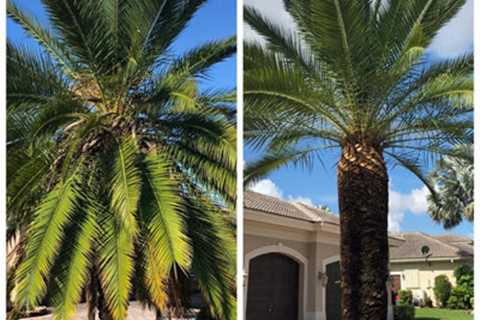 Palm Tree Trimming In Pembroke Pines Available At EPS Landscaping & Tree Service