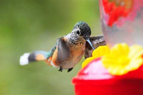 When Should You Put Out Hummingbird Feeders in the Spring?