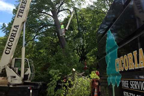 Cicoria Tree and Crane Service Offers Tree Removal Services In Beverly, Massachusetts