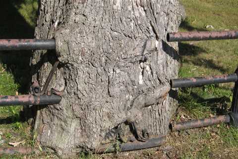 How close can a tree be to a house foundation?