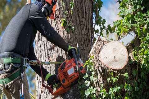 What are the names of tree fellers?