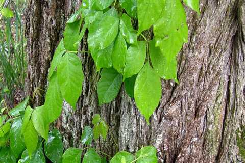 How does poison ivy kill trees?