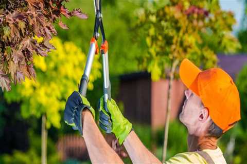 What is the difference between trimming and pruning a tree?