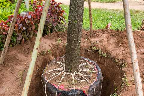 How much does it cost to transplant a tree?