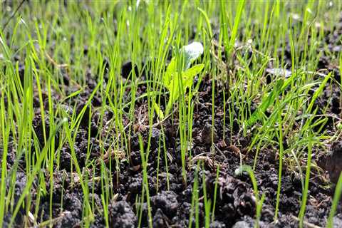 What grass seed to plant in spring?