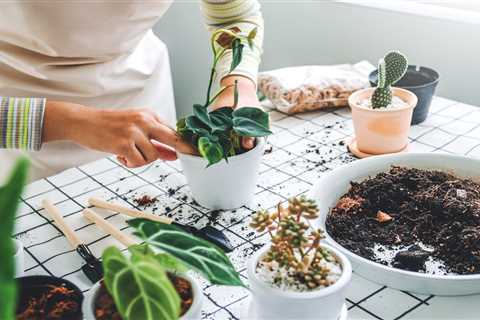 What To Know About Houseplant Propagation