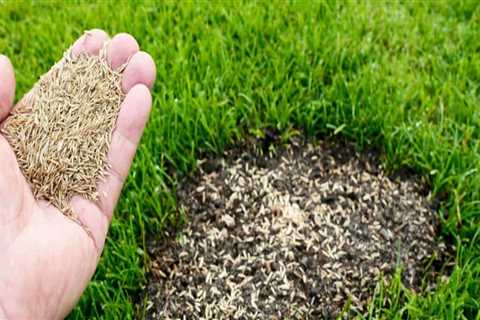 Can grass seed go bad?