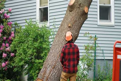 What is the best time of year to remove a tree?