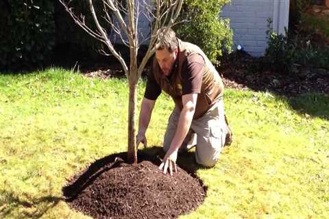 Should newly planted trees be watered in winter?