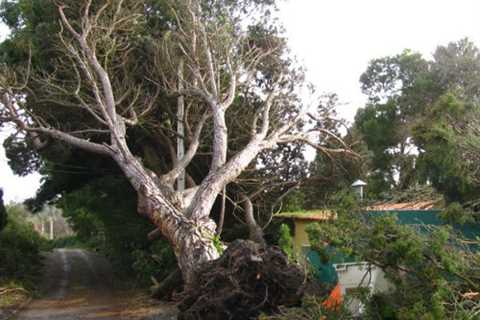 Foxcote Tree Surgeons 24-Hr Emergency Tree Services Felling Removal & Dismantling