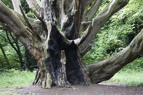 Tree Surgeons in Old Down Residential And Commercial Tree Trimming And Removal Services