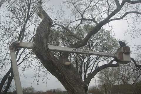 Tree Surgeon in Sandford Batch Commercial & Residential Tree Removal & Pruning Services