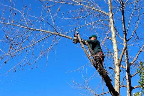 Clay Bottom Tree Surgeon Tree Felling Removal & Dismantling Throughout Clay Bottom