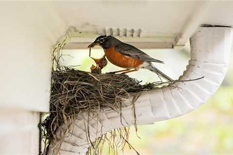 6 Ways To Stop Birds From Nesting Around Your Home