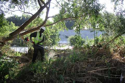 Commercial Tree Contractors Newport