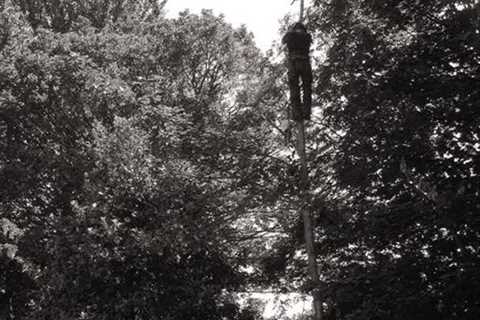 Tree Surgeon Abertillery