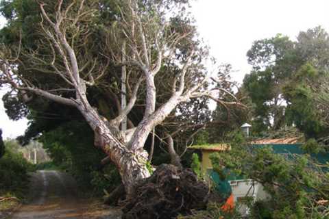 Tree Surgeon Waun Lwyd