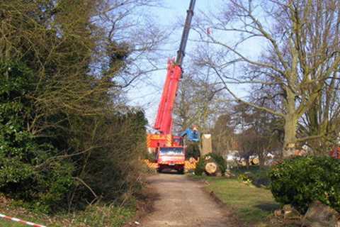 Tree Surgeon Waunllapria