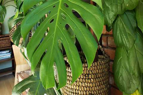 How do you keep bugs out of house plants?