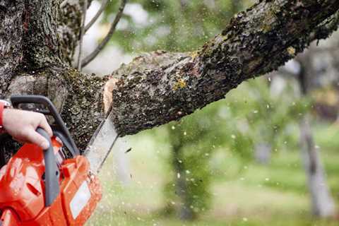 Sunshine Coast Arborist Tree Service