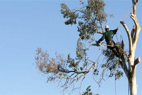 What Is Arboriculture In Mississippi And What Do They Do