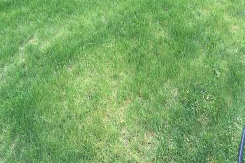 Does frequent mowing thicken grass?