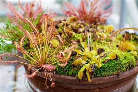 Beginner’s Guide to Carnivorous Houseplants