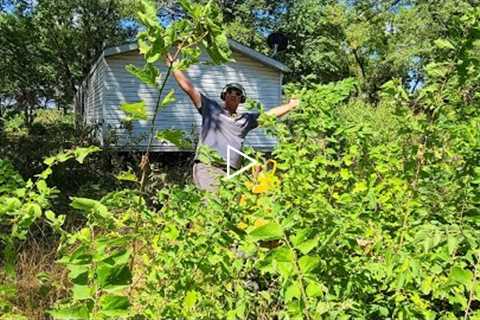 Crazy OVERGROWN Lawn Gets MAKEOVER - Hasn't Been MOWED All Year