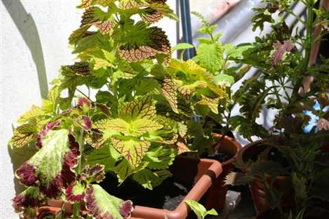 How To Grow and Care For Coleus