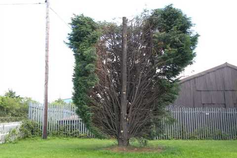 Tree Surgeon Marple