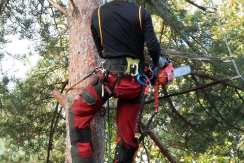 Tree Trimming And Removal Services Partick Commercial And Residential