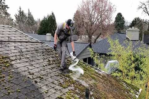 Roof moss removal contractors?