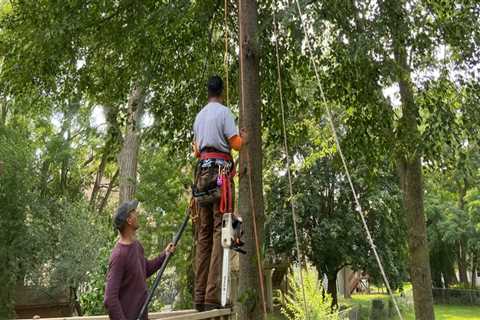 What is the difference between pruning a tree and trimming a tree?