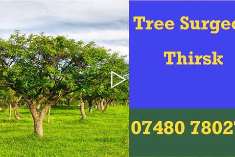 Tree Surgeon Thirsk Pruning Felling Root & Stump Removal Services Near Me Residential And Commercial