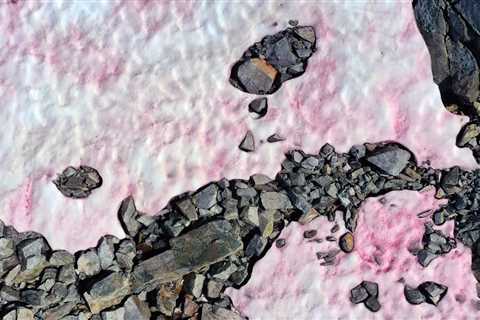 If You See Pink Snow, This Is What It Means
