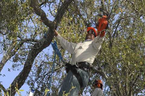 How often should you have trees trimmed?