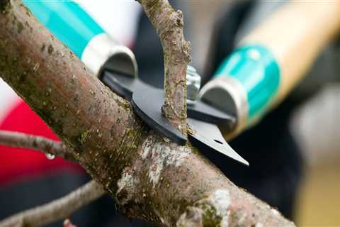 What is tree pruning?