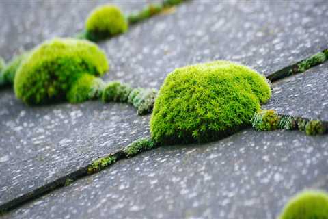 Why does my roof have moss growing on it?
