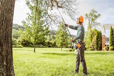 How Much Experience Does a Certified Texas Arborist Have in Tree Care and Maintenance?