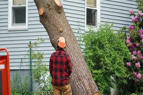How Much Does it Cost to Remove a Tree in Winchester, VA?