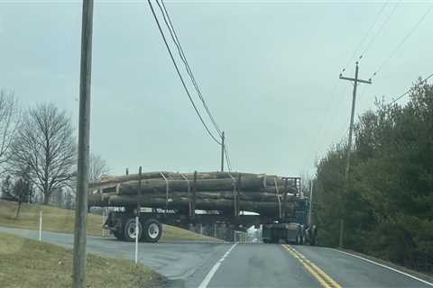 Tree Removal Near Roads in Winchester, Virginia: What You Need to Know