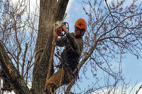 The Risks of Tree Removal in Winchester, Virginia: What You Need to Know