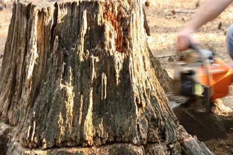 How to Get Rid of Tree Stumps Easily and Naturally