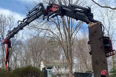 Tree Removal in Winchester, Virginia: What Equipment is Needed?