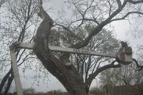 Street Gate Tree Surgeon 24 Hour Emergency Tree Services Felling Dismantling And Removal