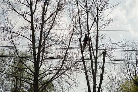 Smithy Green Tree Surgeon Tree Felling Removal And Dismantling across Smithy Green