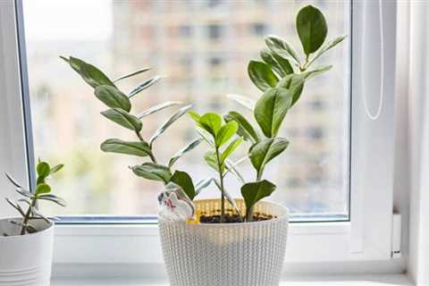 How to Choose the Right Size and Style of Garden Windows for Your Home