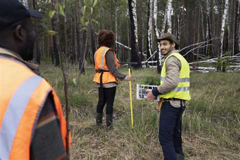 Why should you call a tree service?