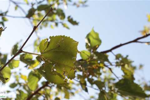 Standard post published to Baxter's Tree Service at July 22, 2023 16:01