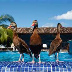 Keep Birds Out Of Your Pool With These Helpful Hints